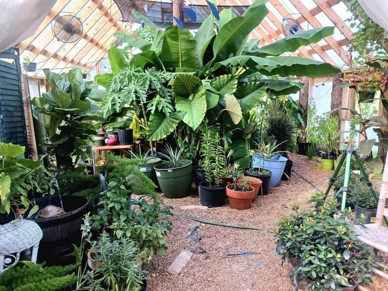 Banana plants and tropical foliage inside the greenhouse