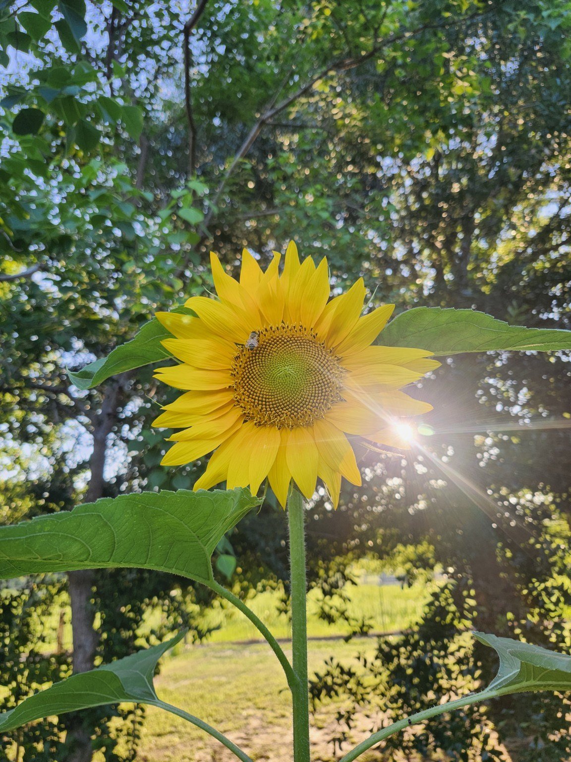 A sunflower catching the afternoon sunlight