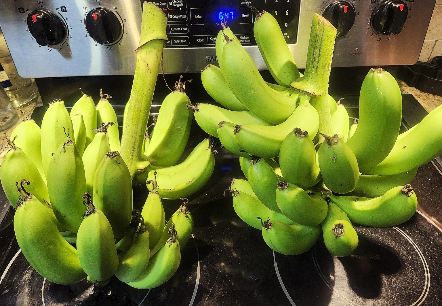 Bunches of homegrown green bananas