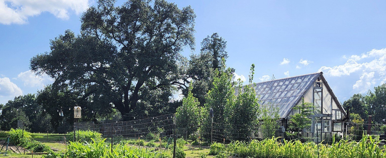 The old oak spreading beside the greenhouse