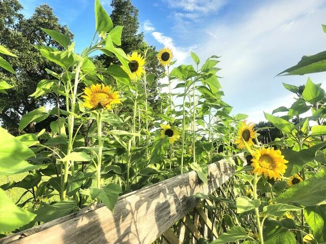 Sunflowers along a raised bed
