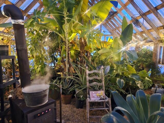 A chair and a steaming pot among banana plants inside the greenhouse