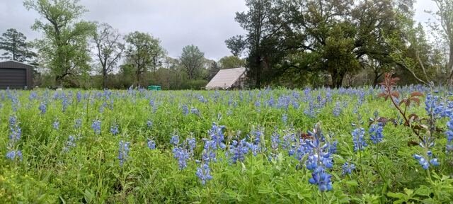 Bluebonnets in the field